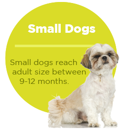 pullquote-small-dogs